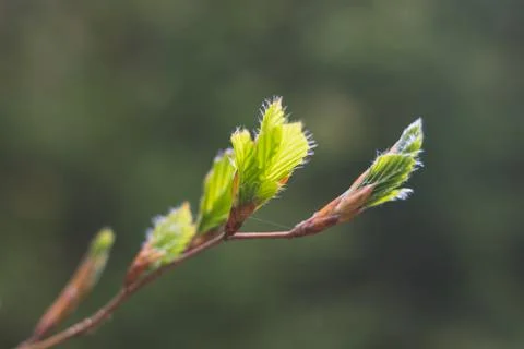 Budding leaves of a tree in spring Stock Photos