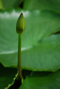 Budding lotus flower Stock Photos