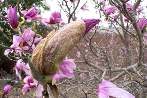 Budding Magnolia Stock Photos