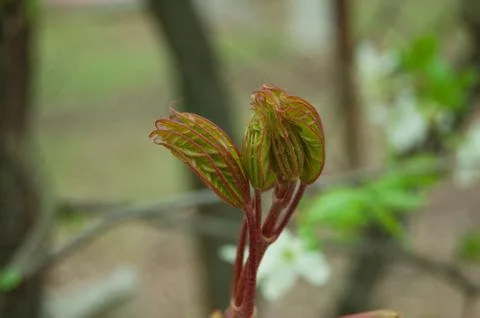 Budding maple leaves Stock Photos