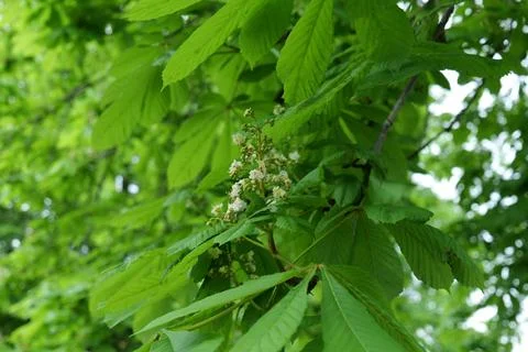 Budding oak Stock Photos