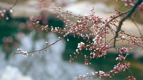 A budding peach blossom Stock Footage 257049708