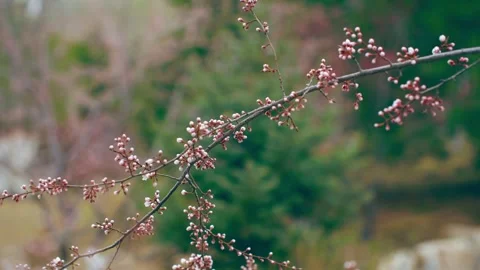 A budding peach blossom in spring Stock Footage 257049755