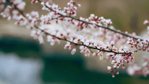 A budding peach blossom - Spring Park Stock Footage 257049638