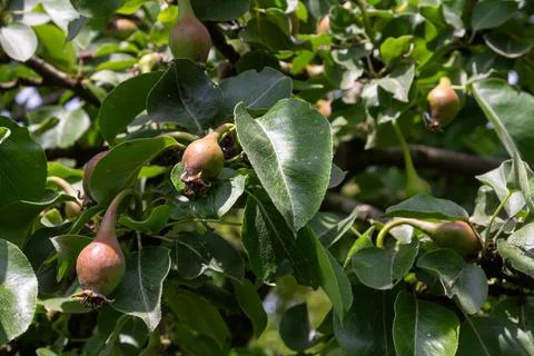Budding pears grow on a tree in a lush garden surrounded by greenery during.. Stock Photos