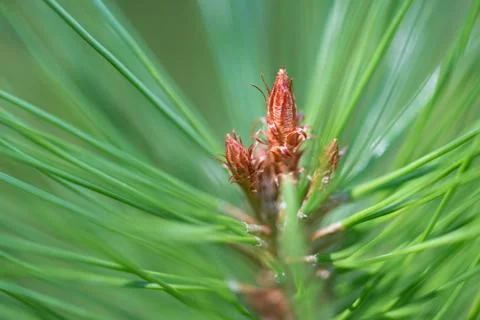 Budding Pine Cone Stock Photos