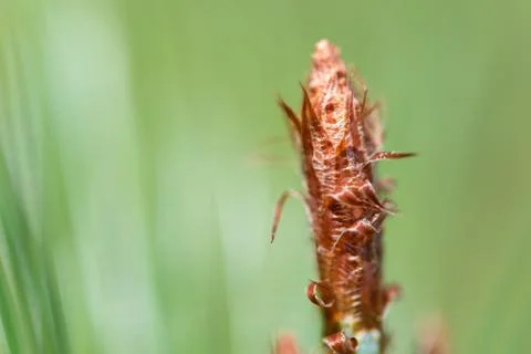 Budding Pine Cone Stock Photos