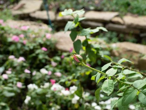 Budding pink rose Stock Photos