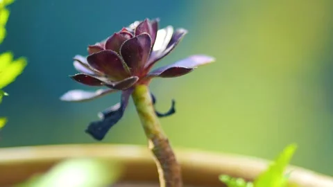 Budding Plant Close-Up (Paudhe Ki Kali) Stock Footage 316891424