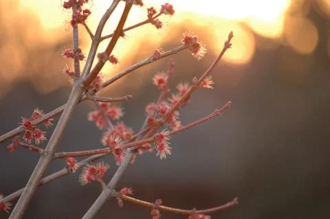 Budding Plant Stock Photos