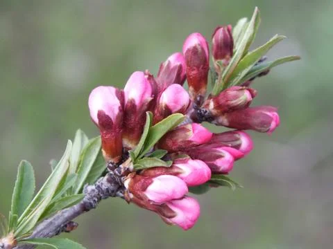 A budding plant Stock Photos