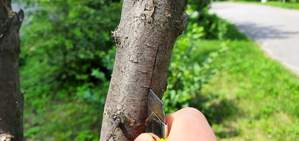Budding of a plum tree. First, we make a vertical cut on the bark Stock Photos