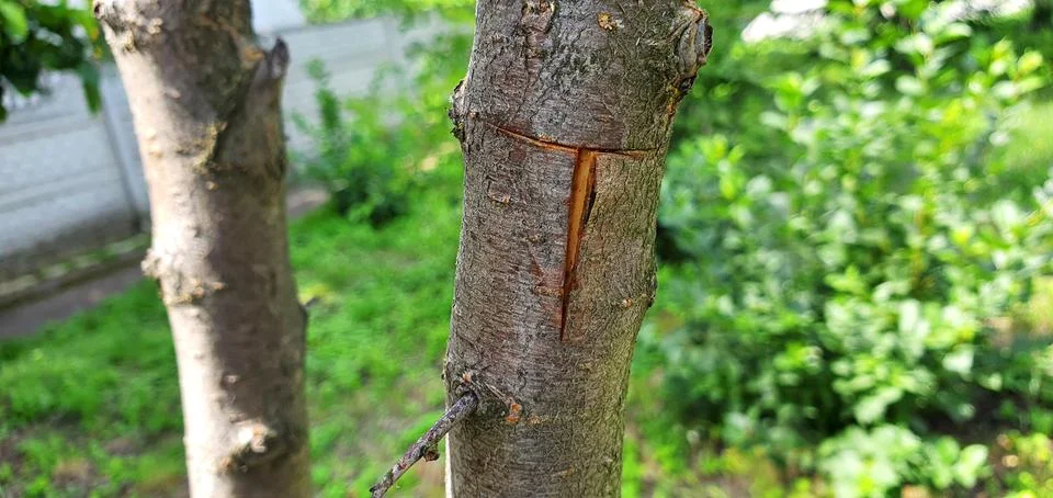 Budding of a plum tree. Gently push back the bark on both sides Stock Photos