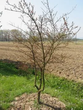 Budding pomegranate tree in spring Stock Photos