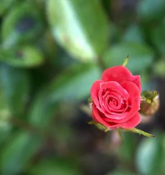 Budding red rose close up with bokeh Stock Photos