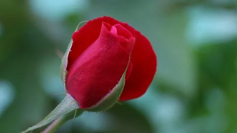 Budding Red Rose Close-Up Fotos de archivo