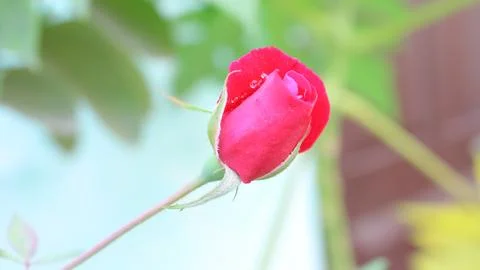 Budding Red Rose Close-Up Fotos de archivo