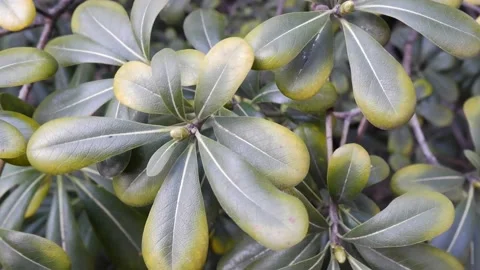 A budding rhododendron branch in the park in the spring Stock-Footage 173504807