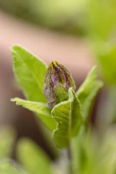 Budding sage, spring is coming Stock Photos