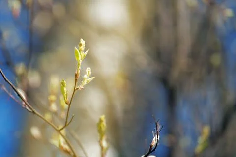 Budding spring leaf unfurling in sunlight, capturing nature's renewal with de Stock Photos