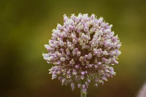 Budding spring onion after a refreshing rain Foto stock