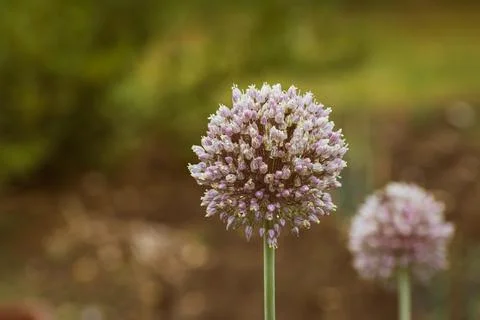 Budding spring onion after a refreshing rain Stock Photos
