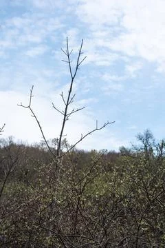 Budding Spring Tree Branches Against a Clear Blue Sky Stock Photos