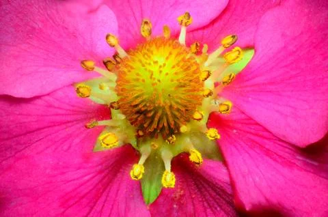 Budding strawberry blossom Stock Photos