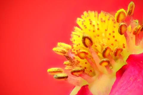 Budding strawberry blossom Stock Photos