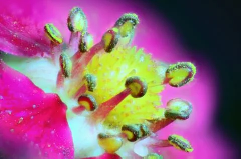 Budding strawberry blossom Stock Photos