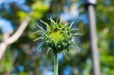 Budding sunflower Stock Photos