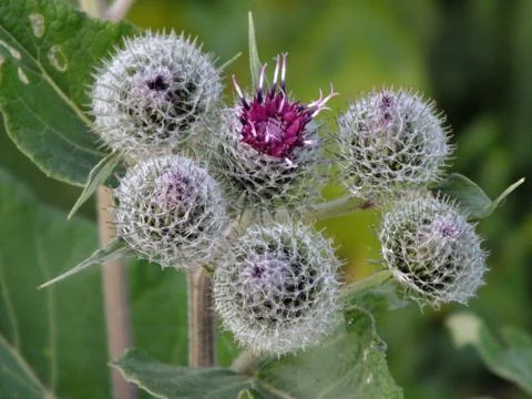 Budding thistle Stock Photos