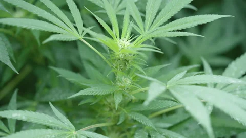 The budding tops of a homegrown marijuana plant Stock Footage 213787341