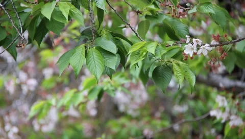 Budding Tree Blossoms Stock Footage 3678233