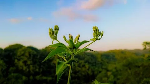 A budding tree branch in a mountain Stock Photos