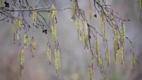 A budding tree branch in a mountain spring forest Stock Footage 265859244