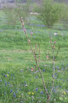 Budding Tree Branch Stock Photos