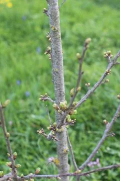 Budding Tree Branch Stock Photos