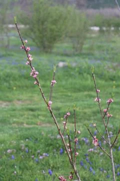Budding Tree Branch 스톡 사진