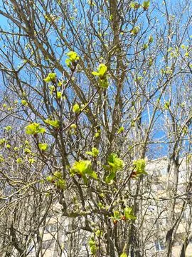 Budding tree branches adorned with vibrant green leaves against a clear blue sky Stock Photos