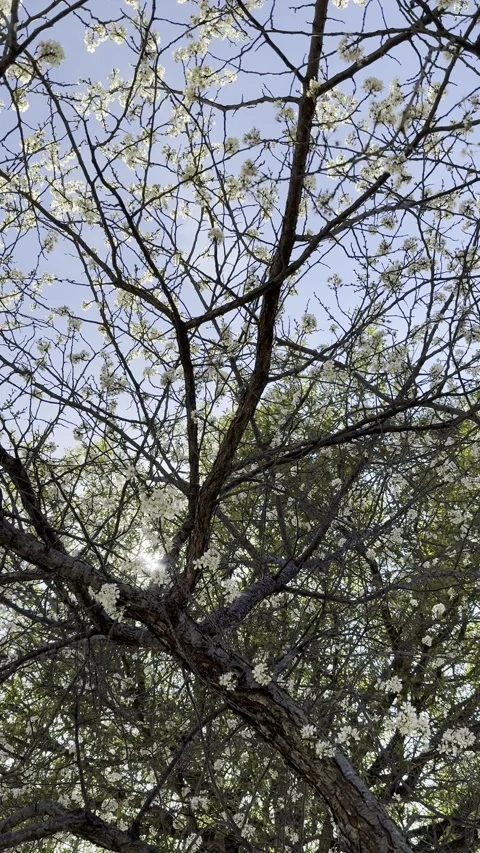 Budding Tree Branches Against Blue Sky Vídeos de archivo 344991209