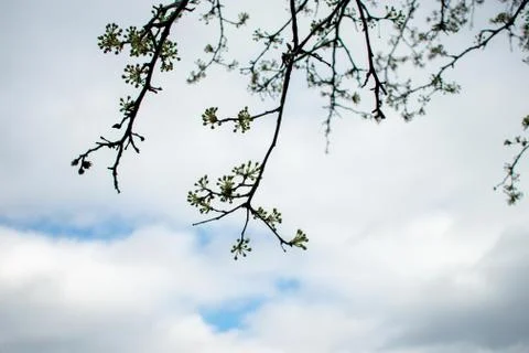 Budding Tree Branches on a Cloudy Blue Sky Stock Photos