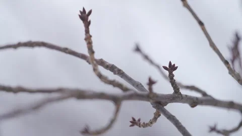 Budding Tree Branches in Early Spring | HLG Stock Footage 302488506