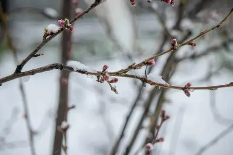 Budding tree branches in early spring on a cloudy day Stock Photos