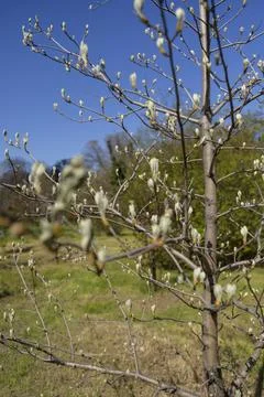 Budding tree branches with silver-haired leaves in an early spring garden Stock Photos