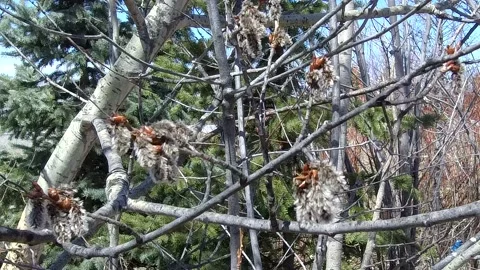 Budding tree with fuzzy buds in the wind Stock Footage 132521604