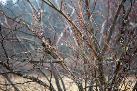 Budding tree in a park in China Stock Photos