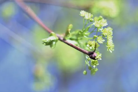 Budding Tree Stock Photos