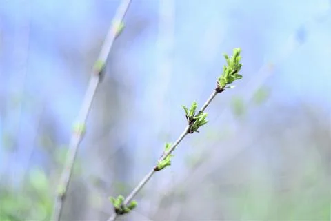 Budding Tree Stock Photos