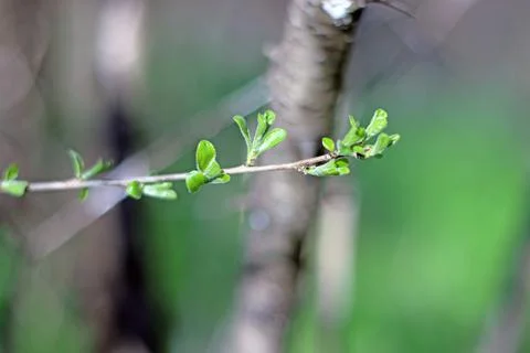 Budding Tree Stock Photos